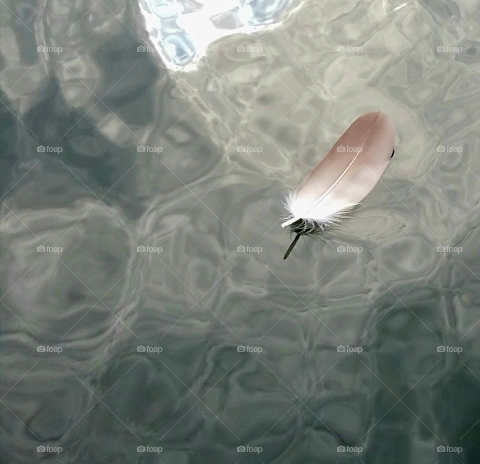 feather floating on lake.