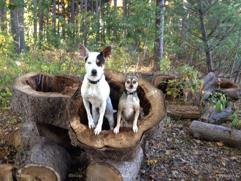Log dogs 2
