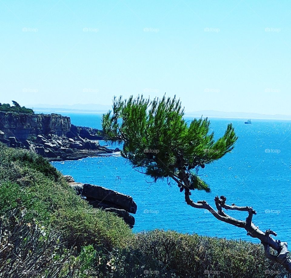 reclining tree in Cascais