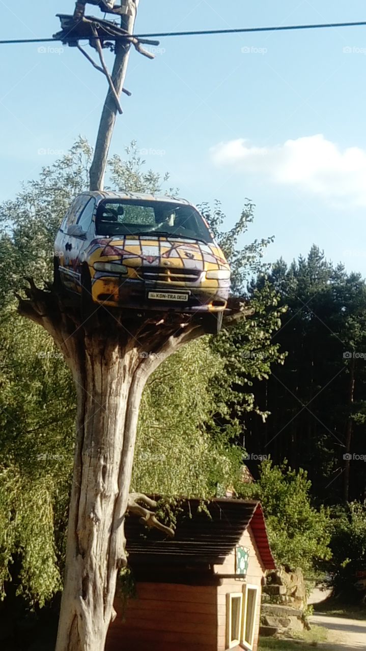 Car on the tree