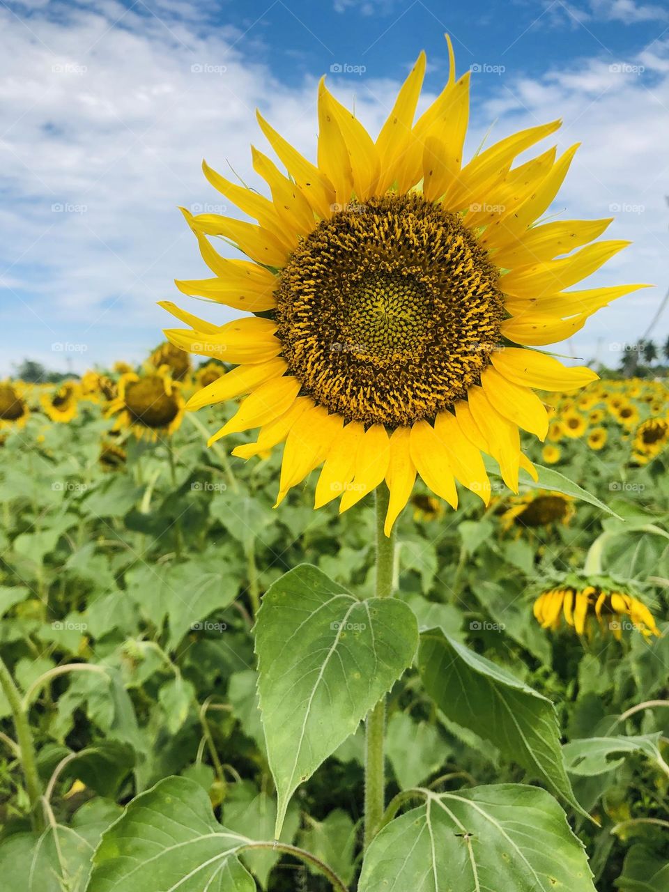 Sunflower- hold your head up high