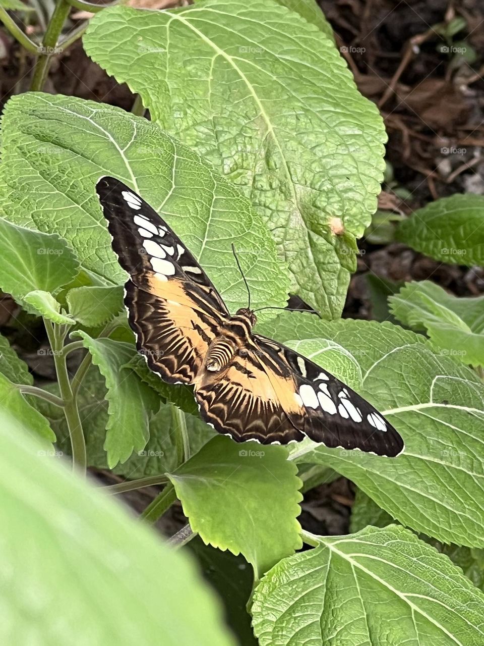Parthenos Sylvia Butterfly - Jersey Zoo