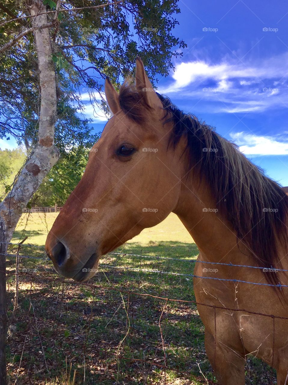 Beautiful horse with a two tone mane. 