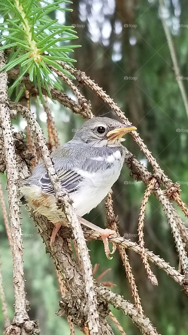A Northern Parula fledgling clinging to the tiny branches of a Norway Spruce while waiting for it's parents to bring it's dinner.