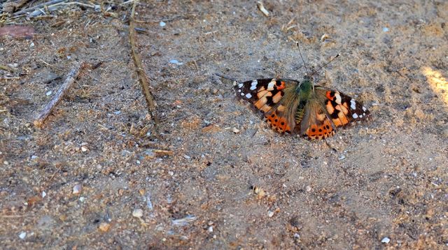 Nature, Insect, Butterfly, No Person, Invertebrate