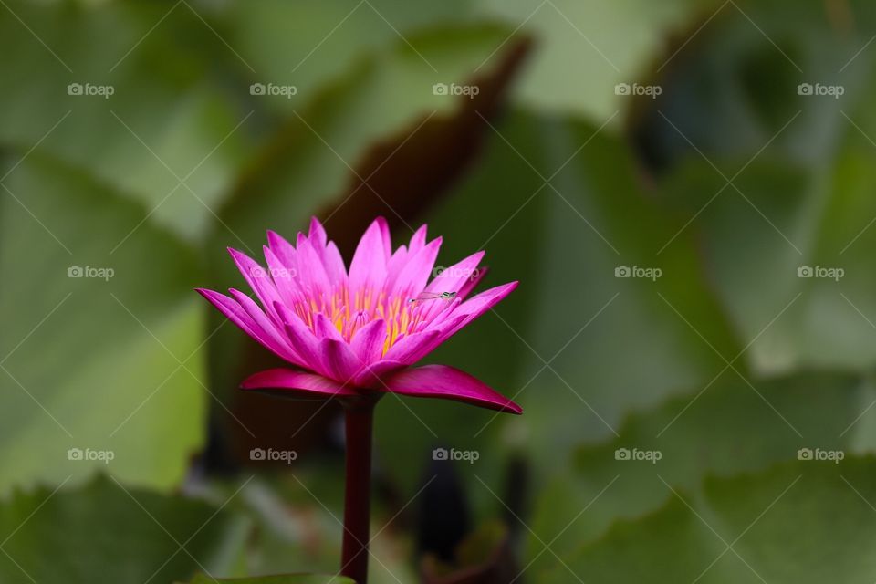 Lotus flower in the pool