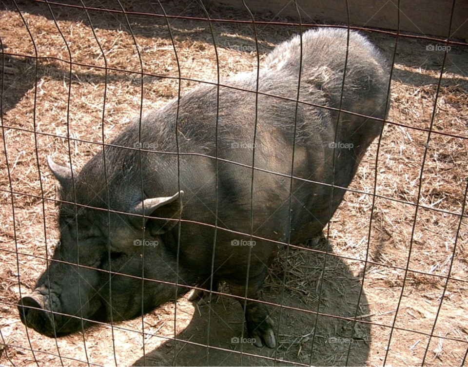 cage pig fat snout by Amy