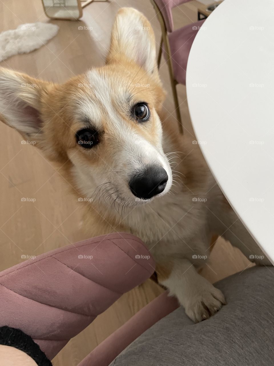corgi asking for something tasty