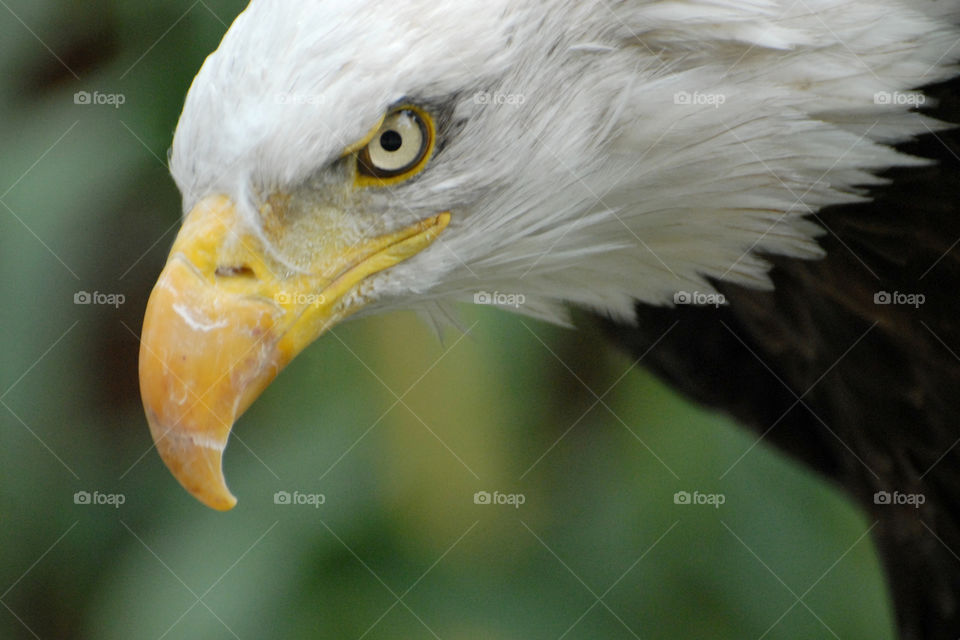 A bald eagle looking out ahead of him - bust only - piercing stare, close-up