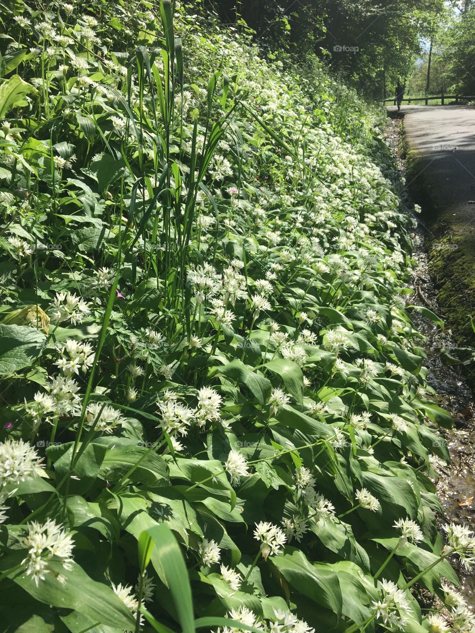 Wild garlic along road in woods