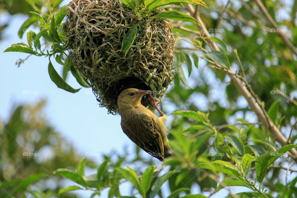 Weaver sitting on her nest