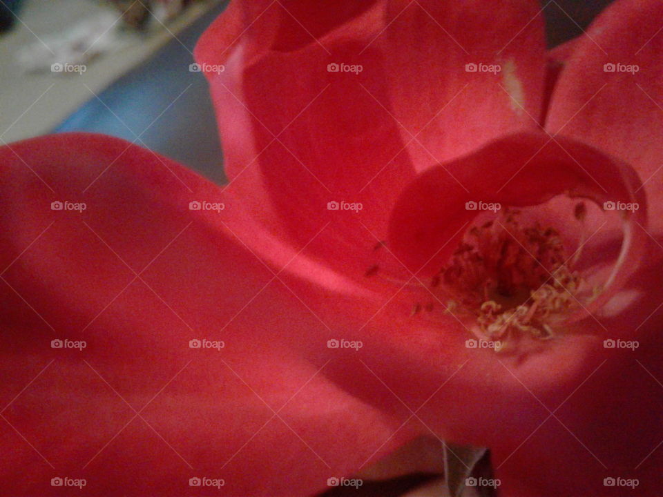 Interior pink wild rose