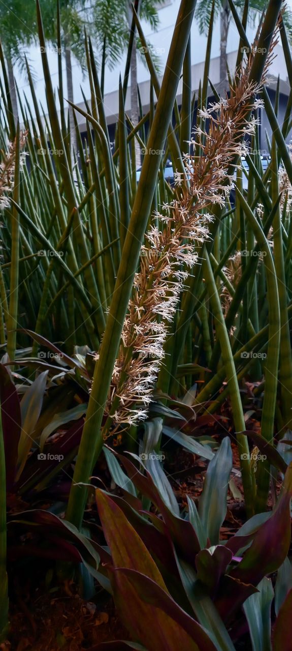 Planta decorativa