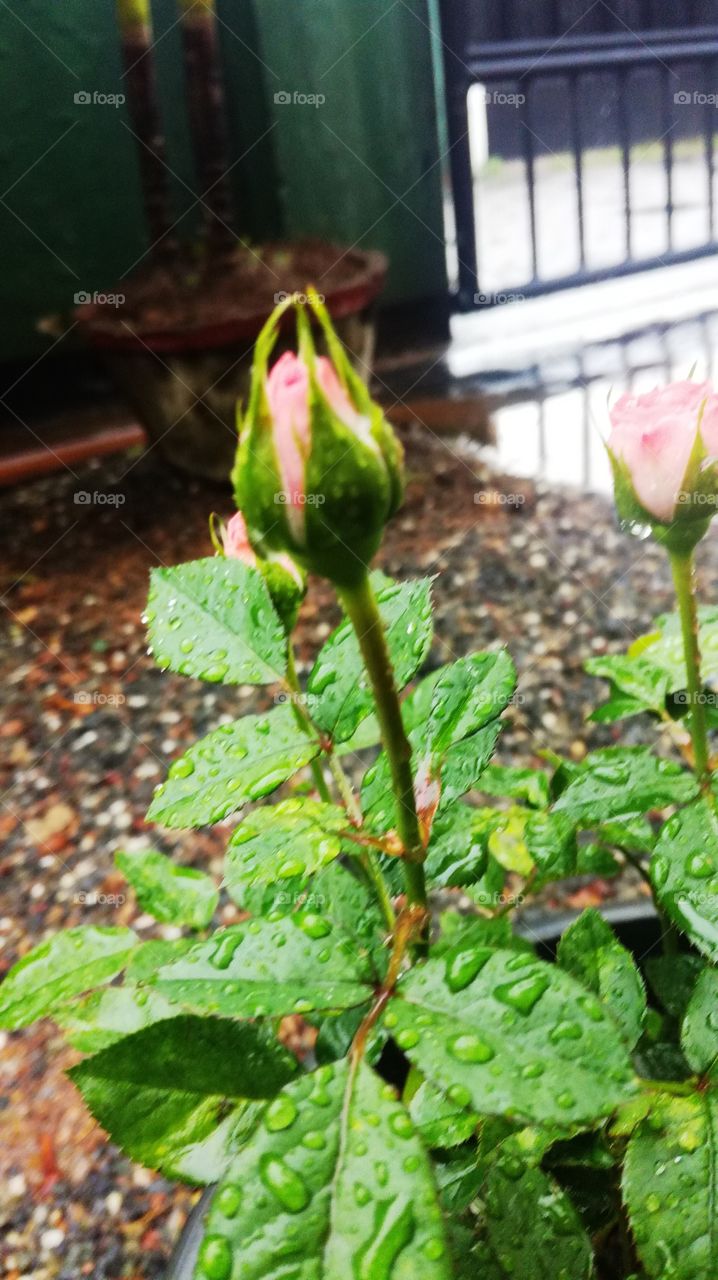rose bud ♥️