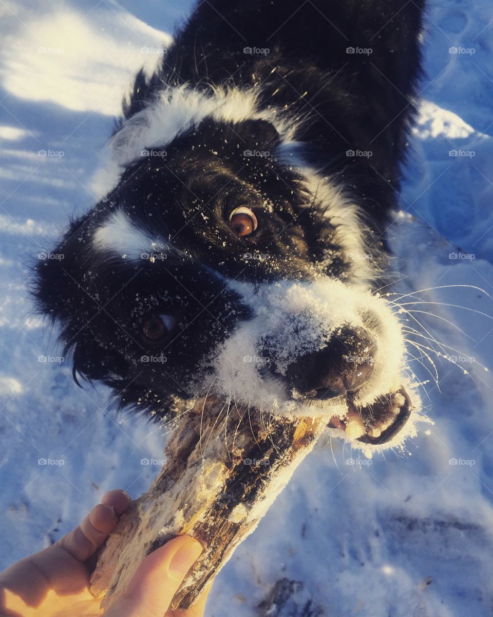 Cute Winter Doggo Playing with a Stick