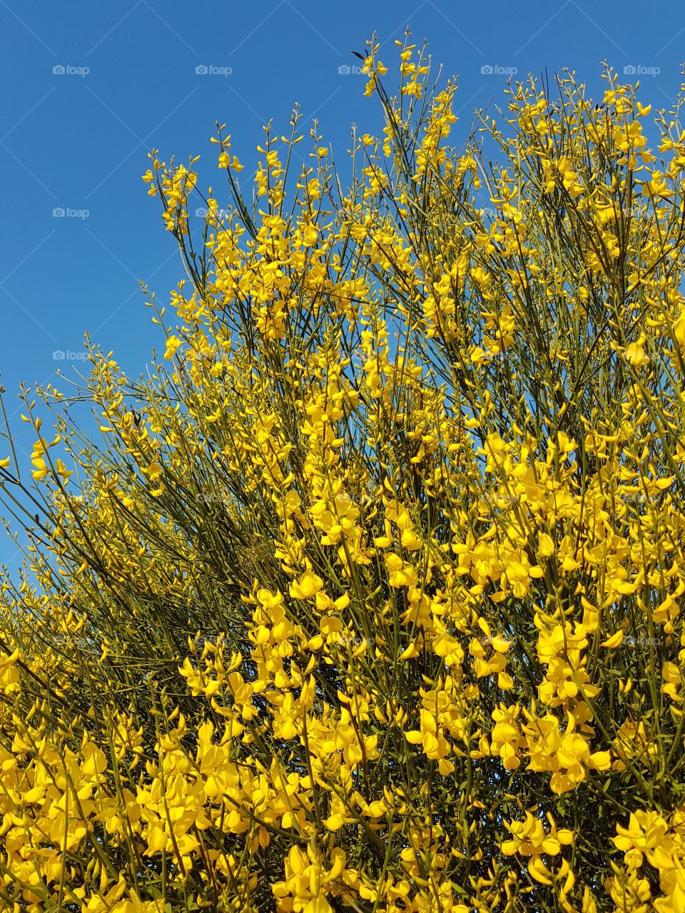 Blooming broom plant against blue sky in spring