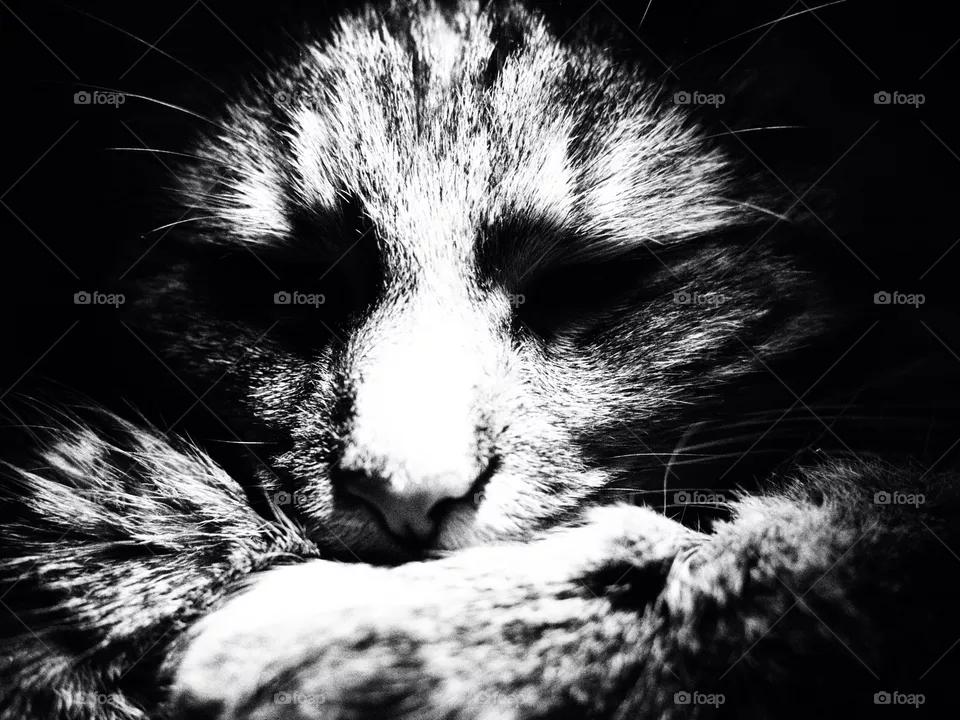 Cat black/white 