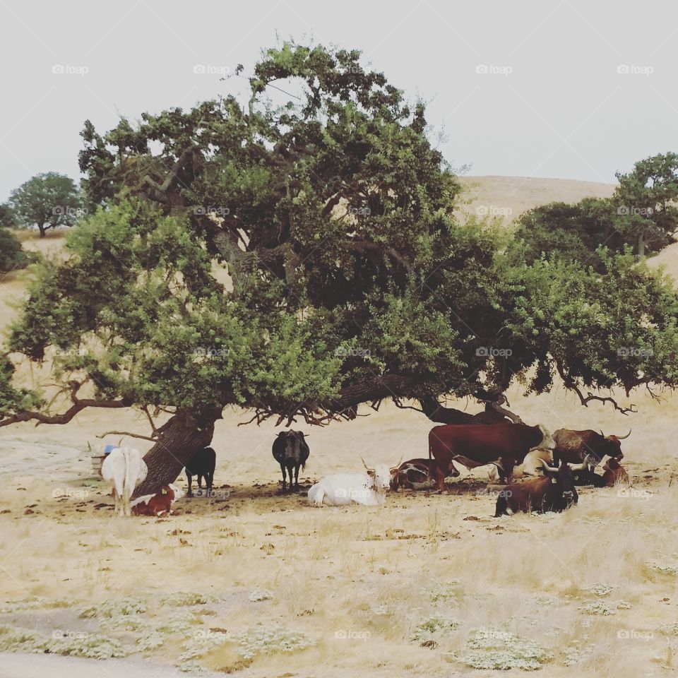 Longhorn cattle in Los Olivos California