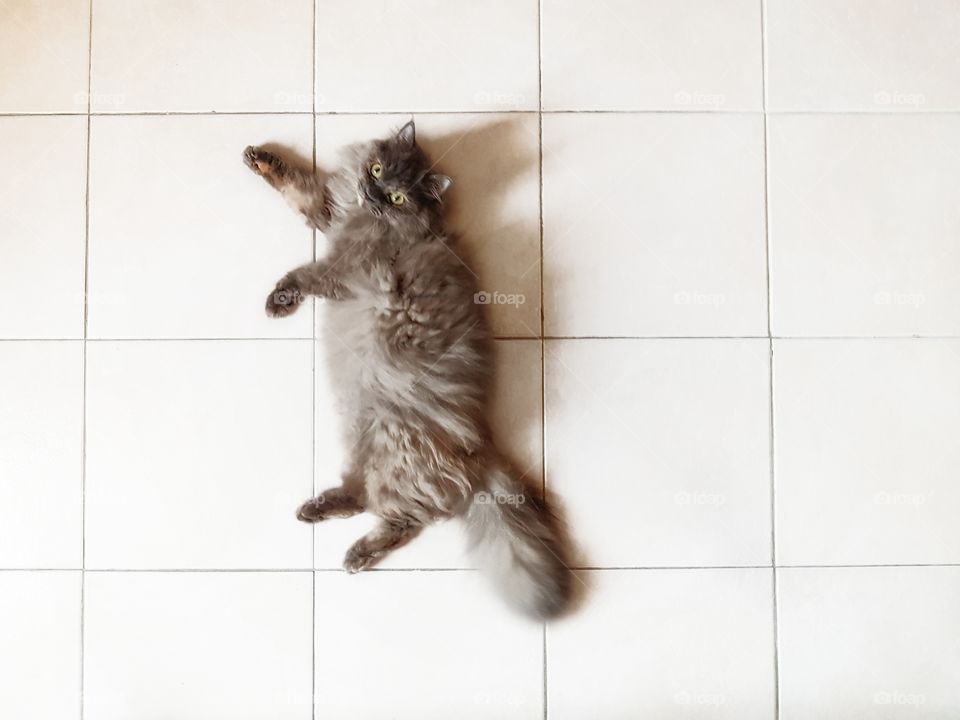 cat laying on the floor
