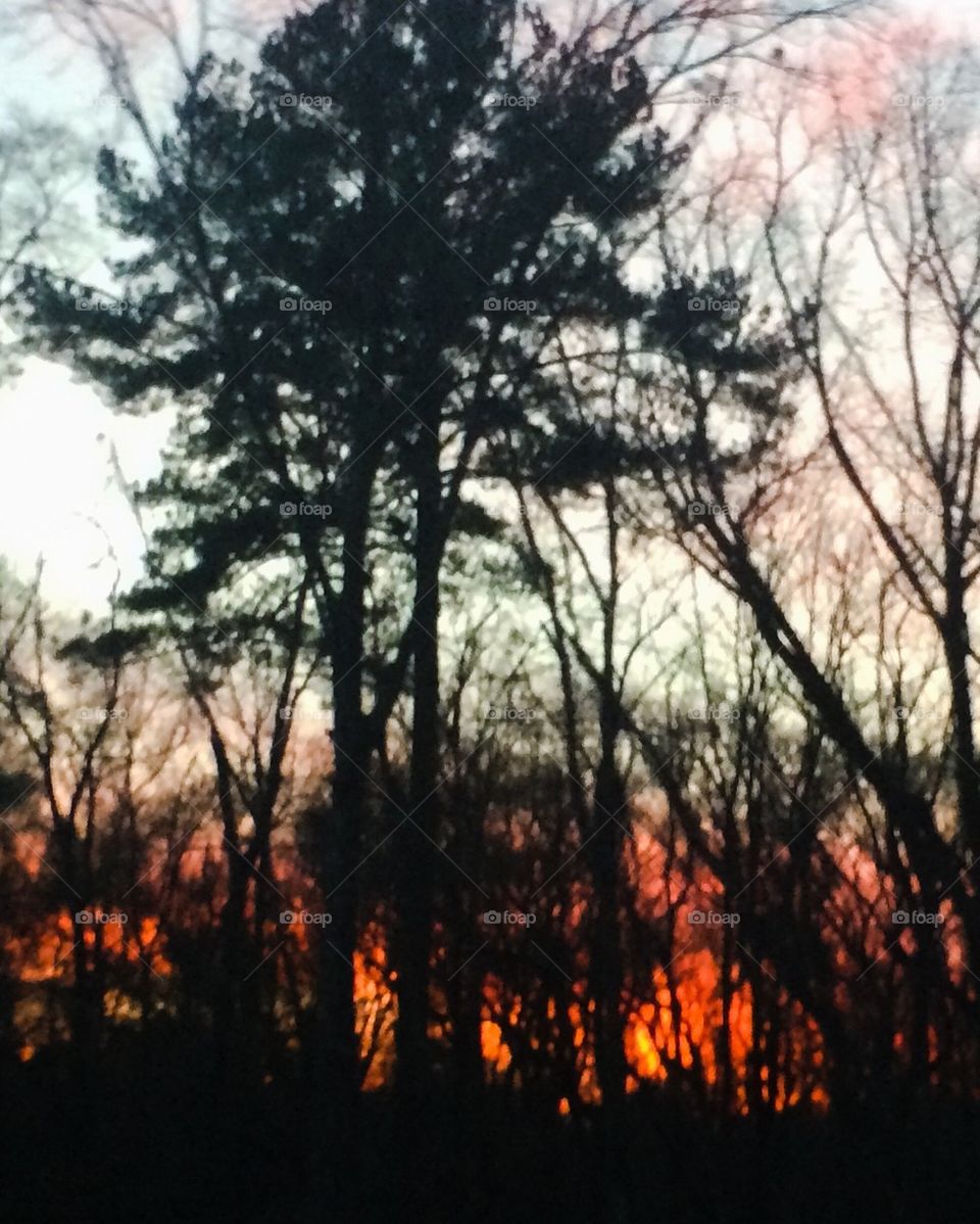 Sunset glow through trees