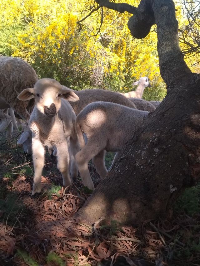 Sheep and tree