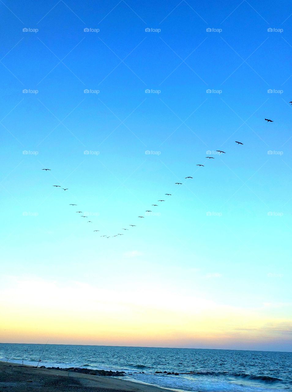 Seagulls over the beach