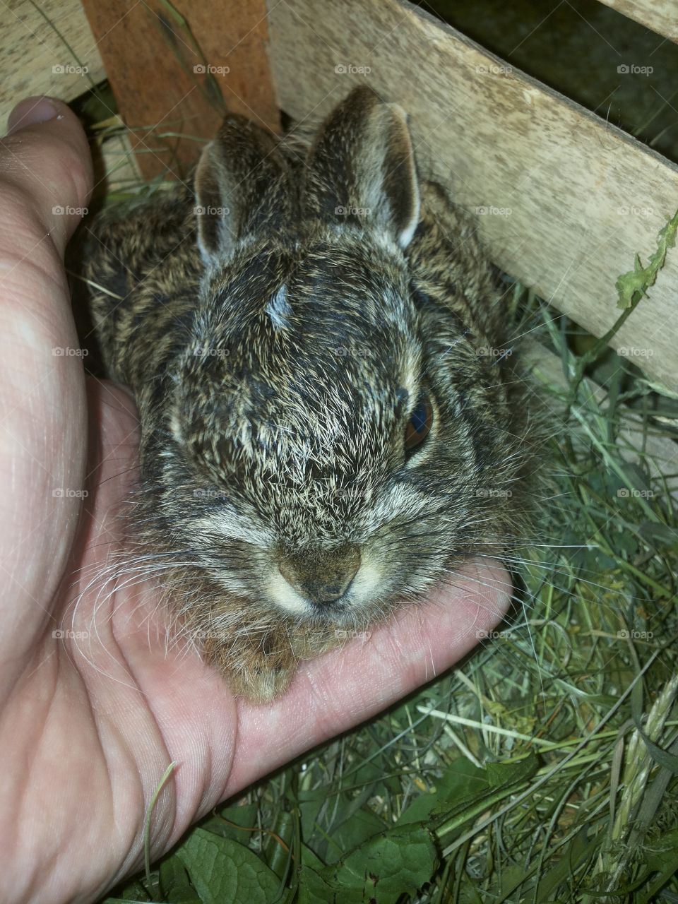 Rabbit. I save wild rabbit and love her