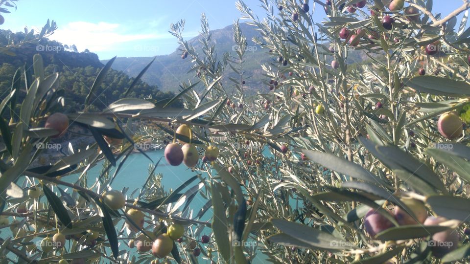 #olive #mountain #water #blue #green