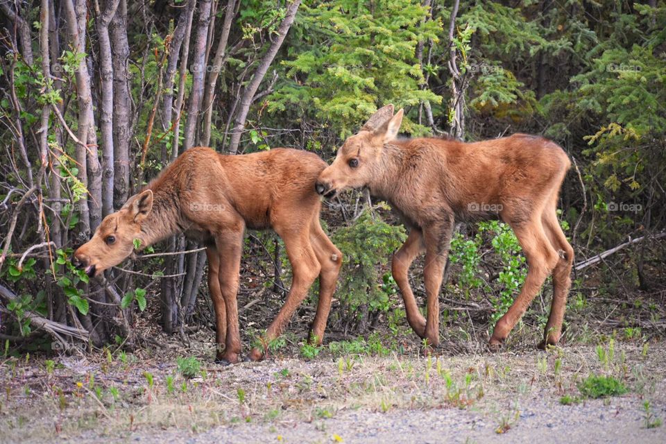 Baby moose twins eating brush in Denali National Park, Alaska.