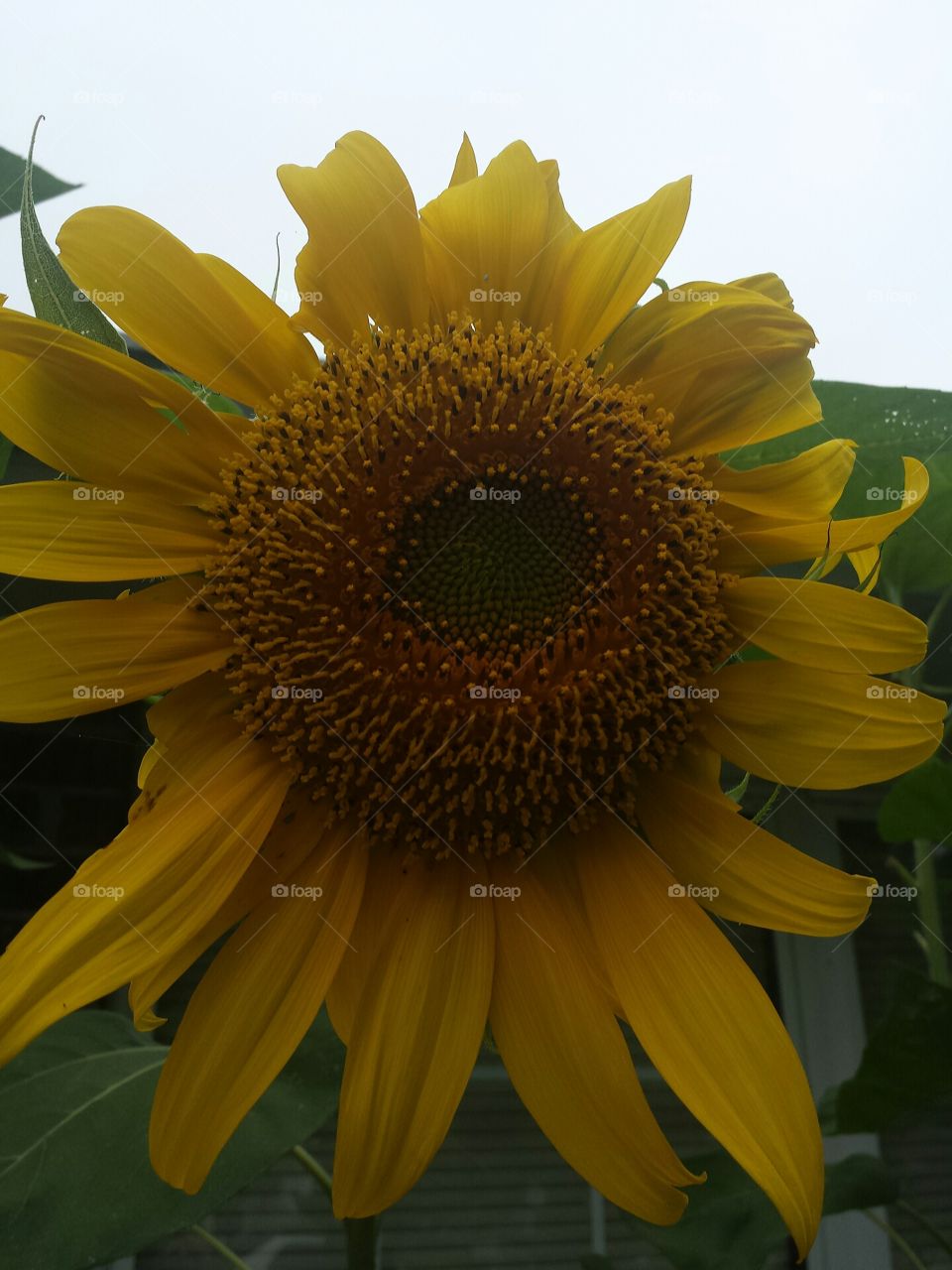 Fibonacci Sunflower