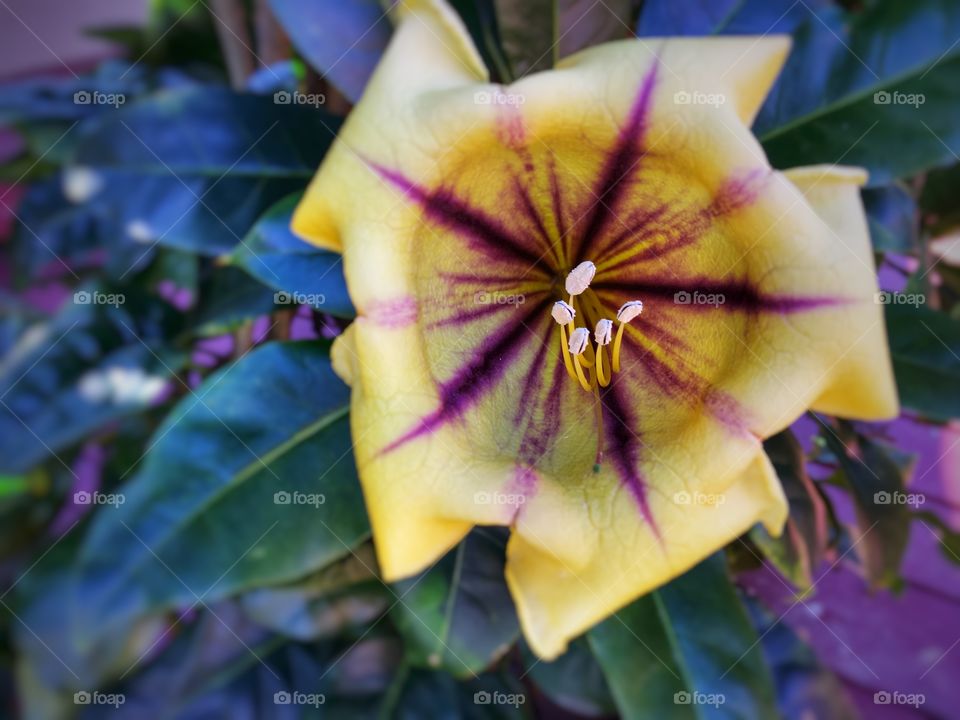 Foap Mission Crazy Plant People! Giant Blooming Flower On The Vine Macro Shot!