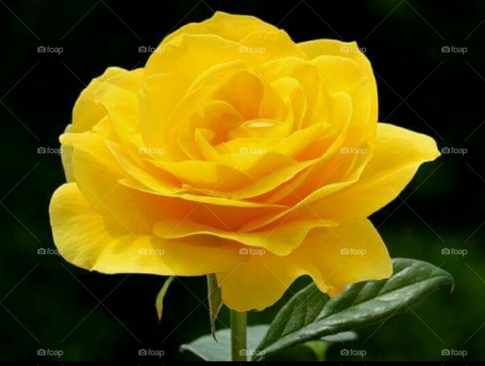yellow rose flowers