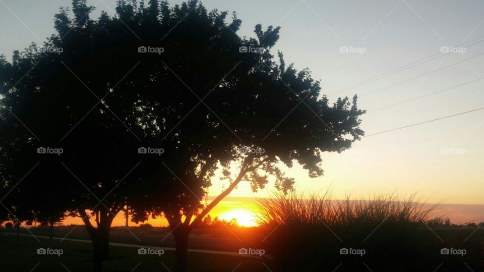 sunset tree