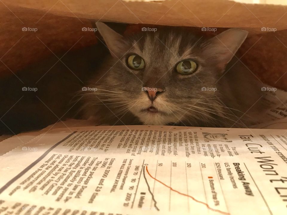 Hiding in the newspapers 