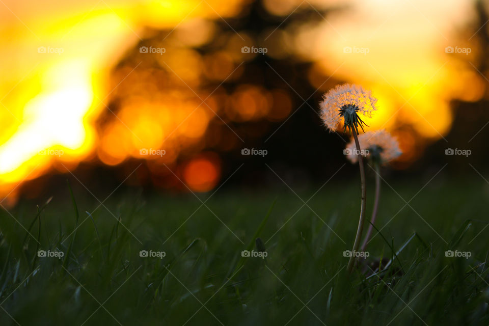 That Dandelion still up and strong