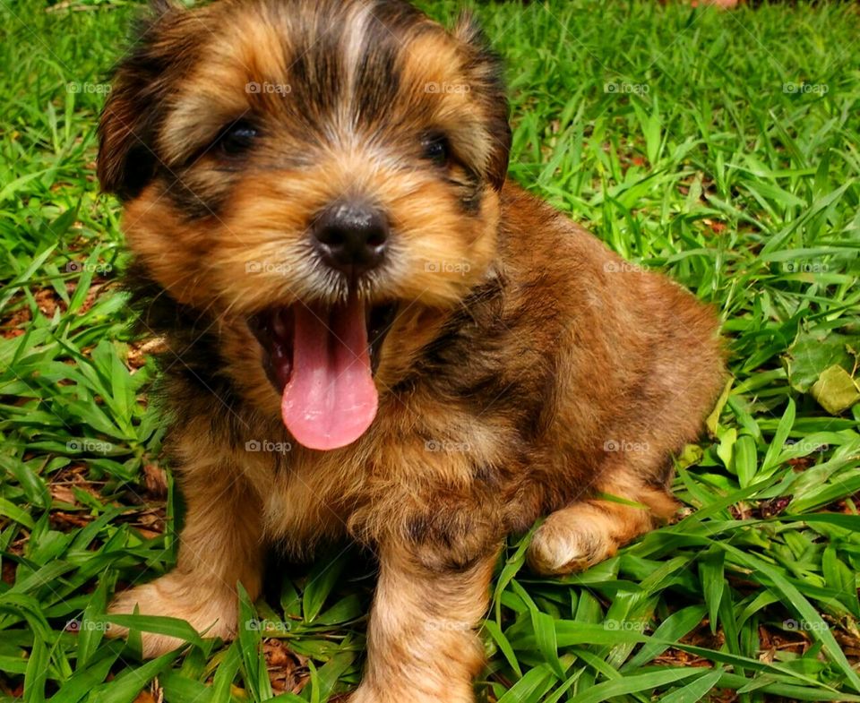 dog cachorro pet puppy filhote