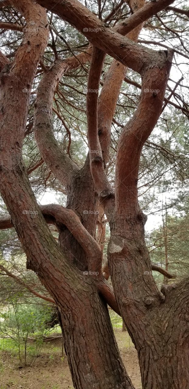 Scotch Pine beautiful