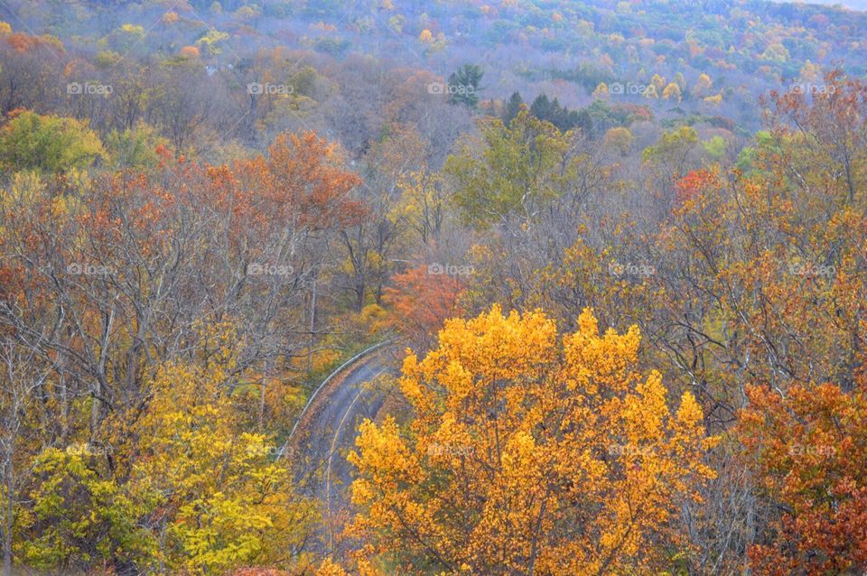 The trees have turned a golden yellow in this view of New Jersey. 