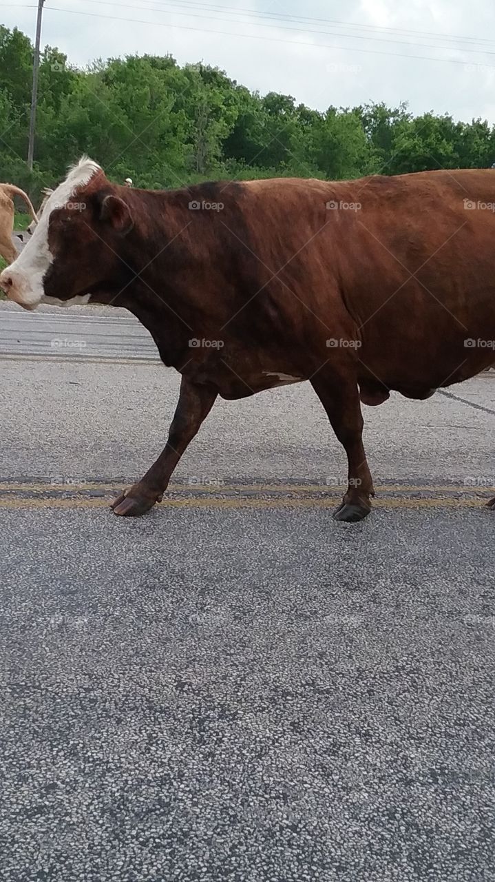 cow