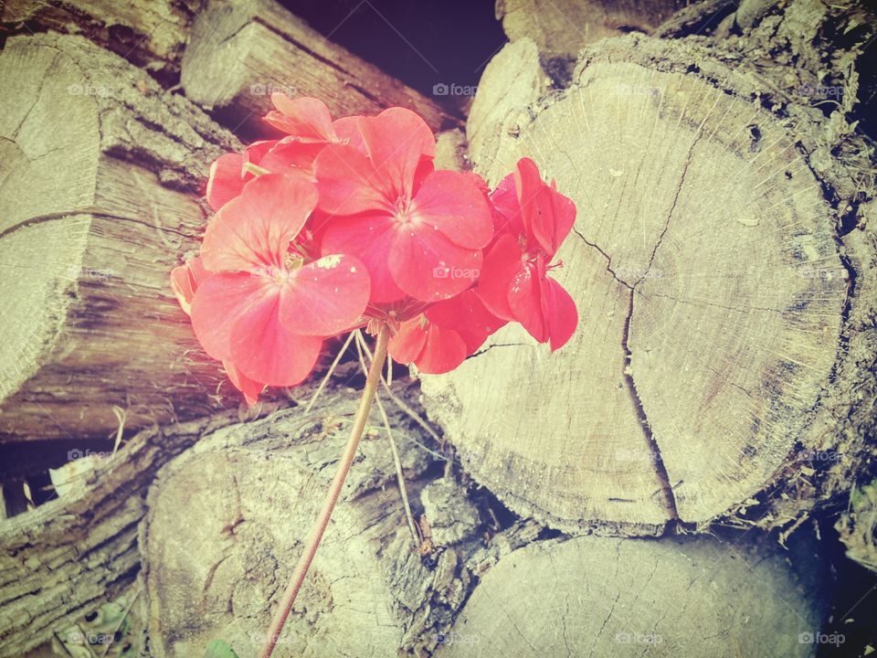 flowers-red рelorgoniya