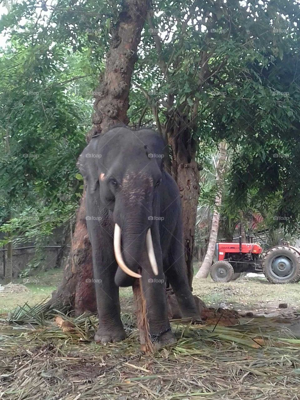 Sri Lankan Elephant..