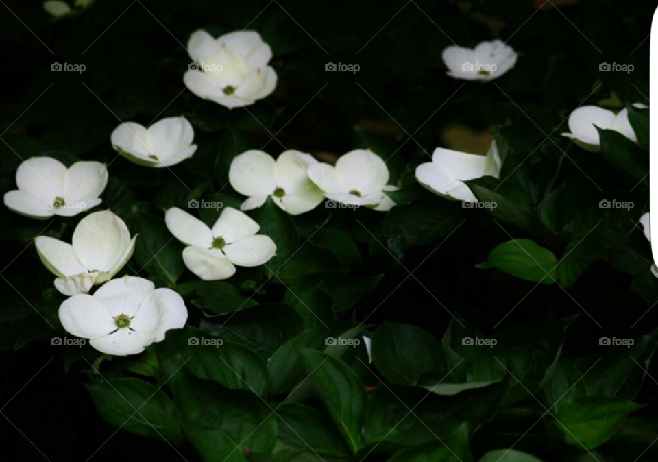 Flowers in the Darkness