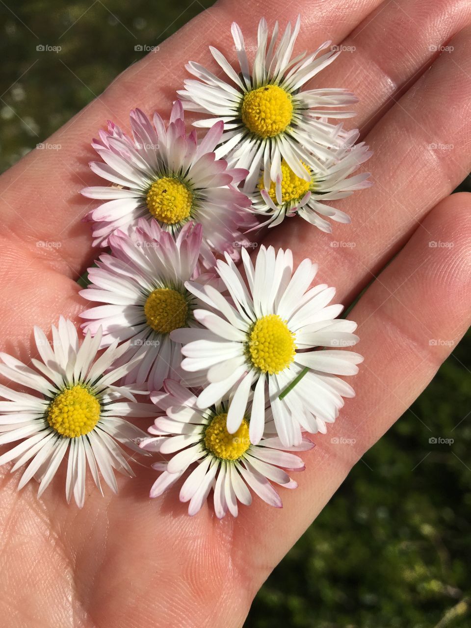 Daisies in hand 