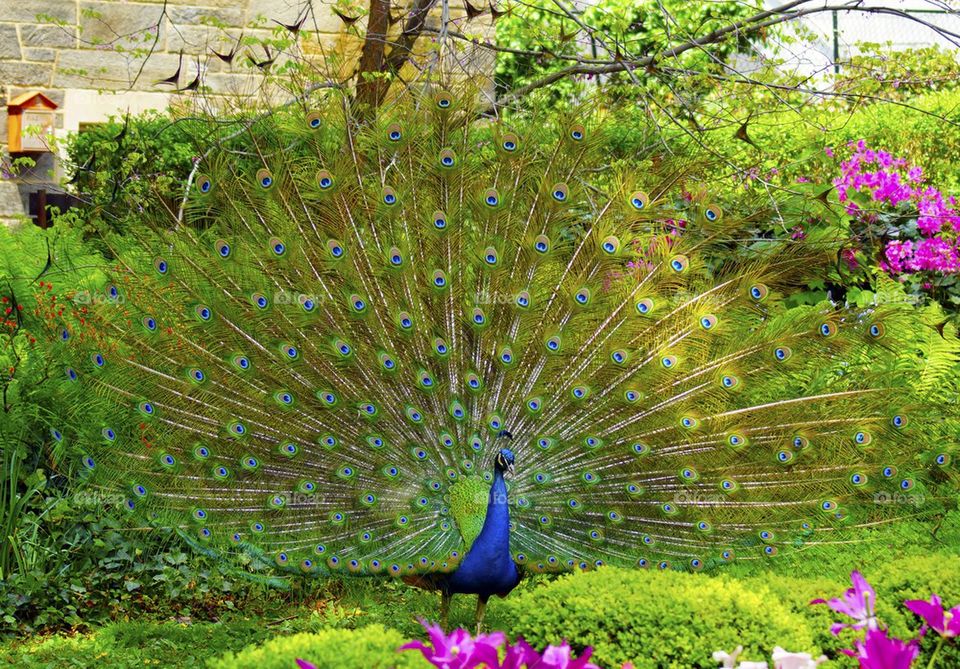 Church yard Peacock