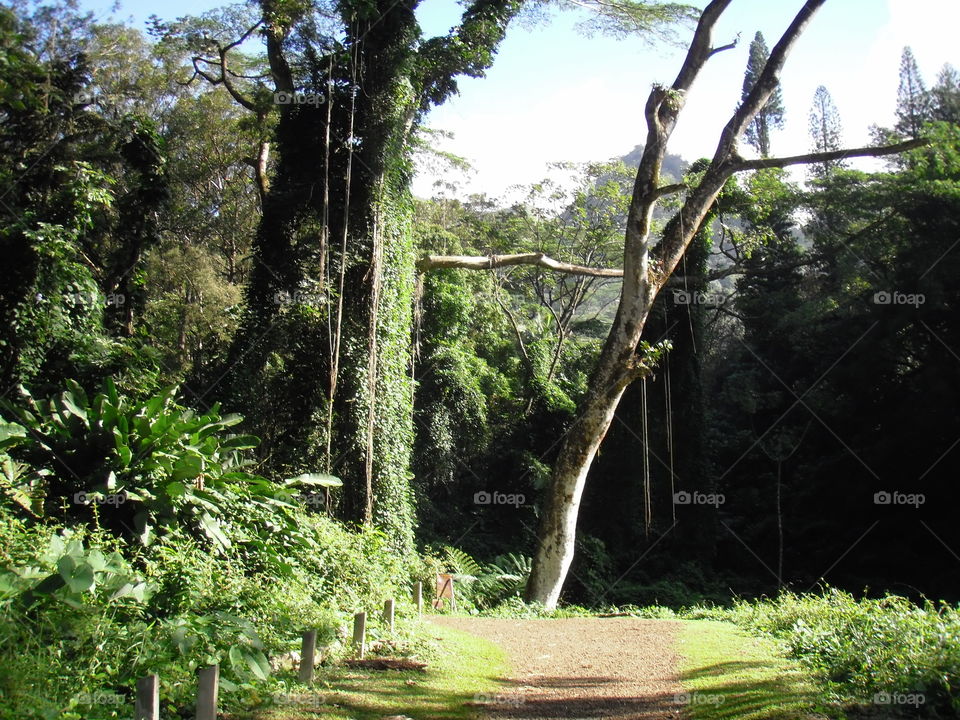 Hiking in the rainforests of Oahu. 