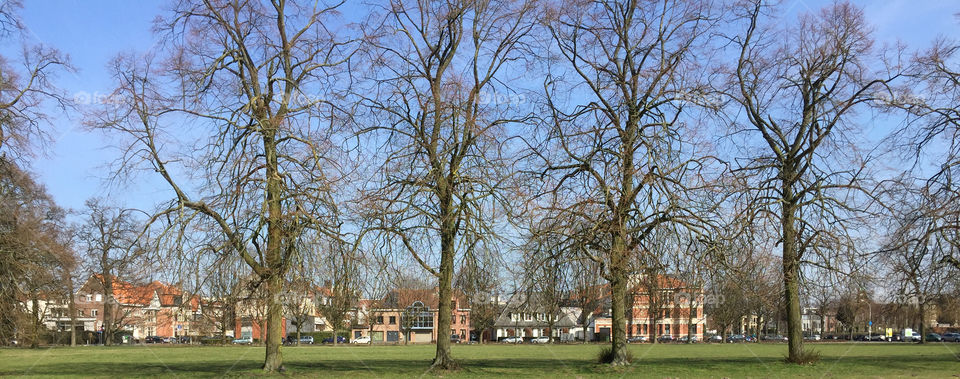 Bare trees before a row of houses in Belgium.