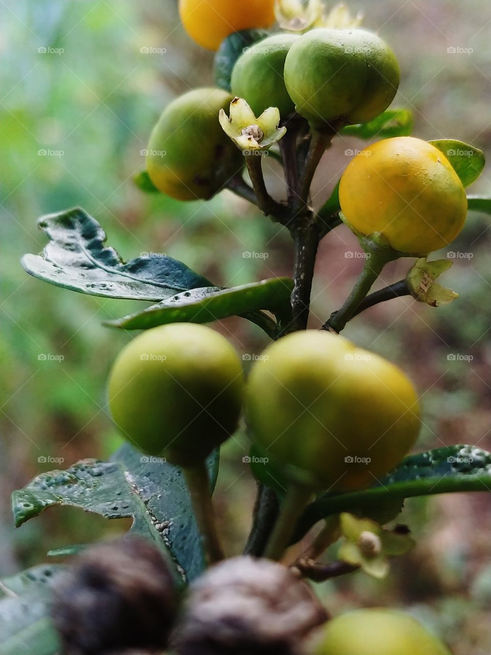 Branch of a plant with wild green and yellow berries with little yellow flowers and dark green leaves.