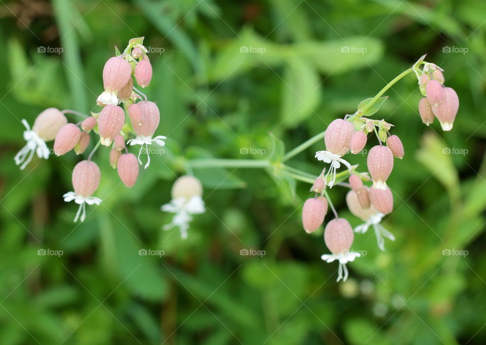 Bladder Campion