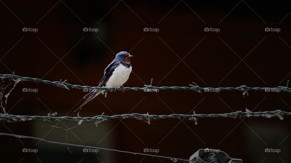 young swallow on barbed wire
