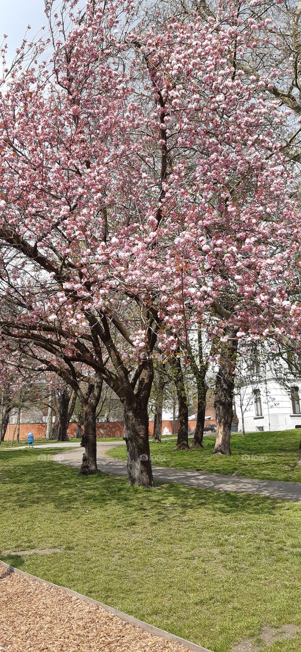 Trees that enchanted